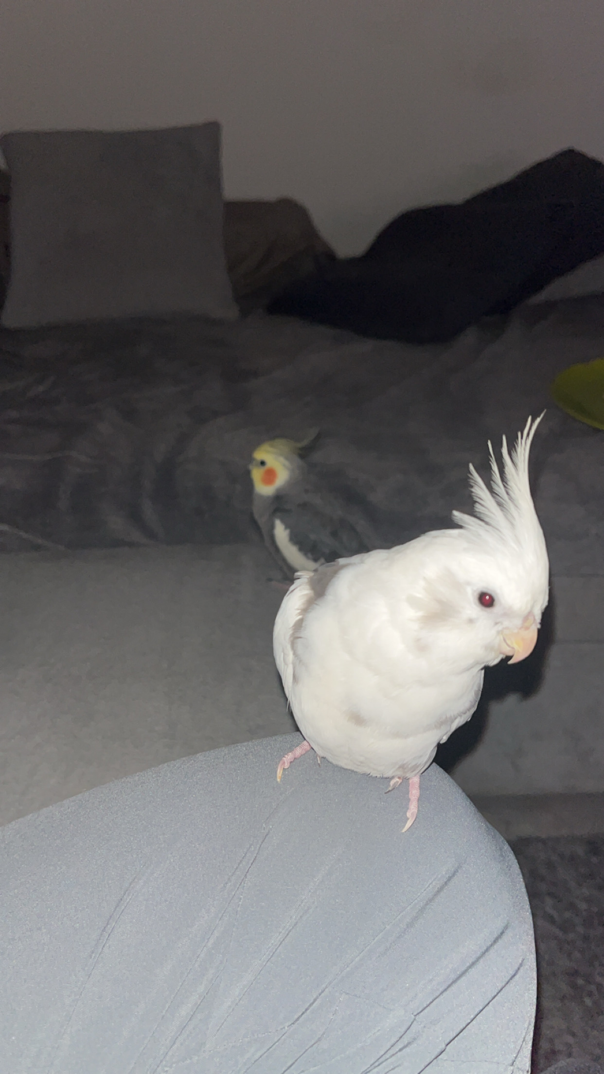 Service garde oiseaux entre particuliers (54)