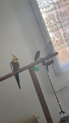 Garde d’oiseaux perruche