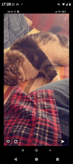 Service : garde animaux