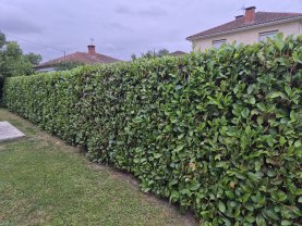 Service : entretien jardin