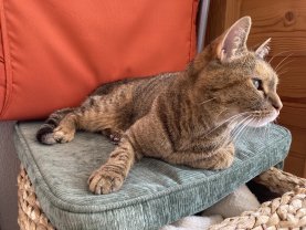 Service : chat