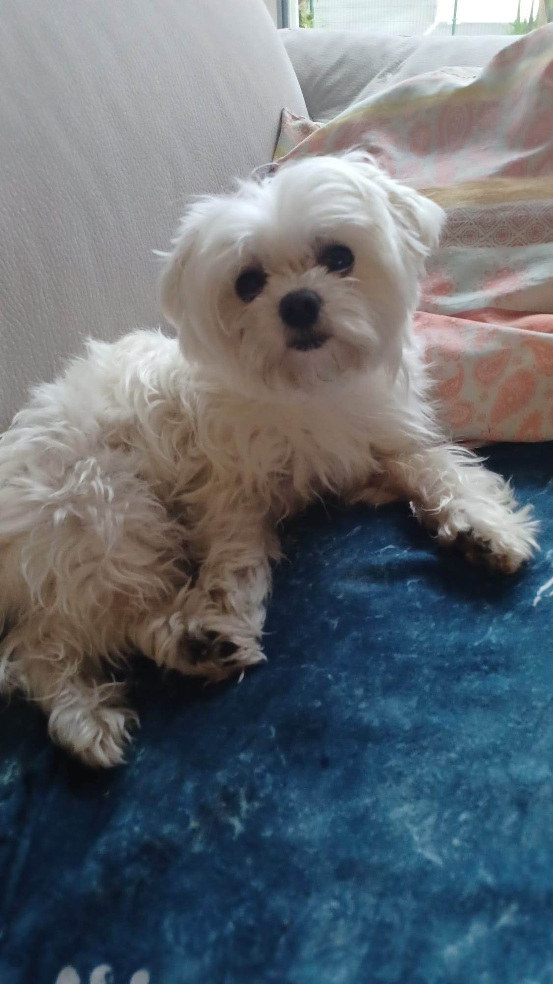 Service garde animaux 64 entre particuliers