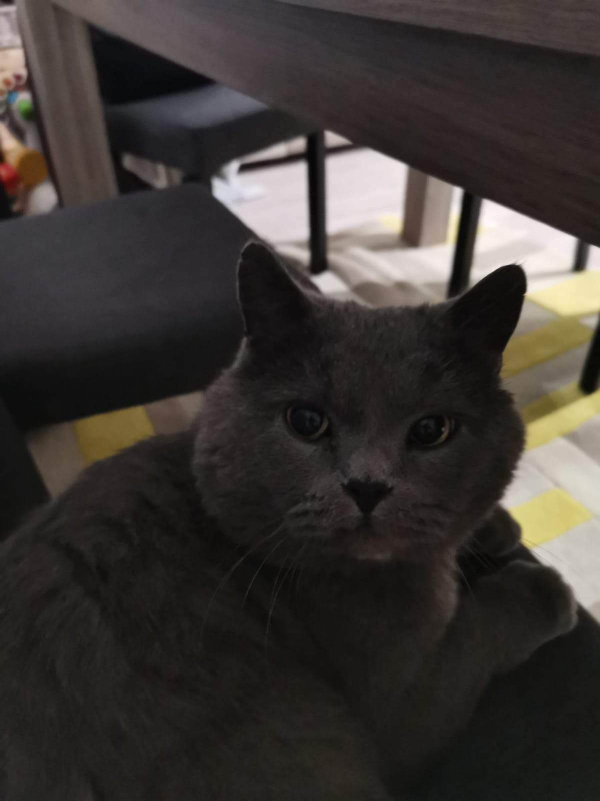 Service garde animaux 77 entre particuliers
