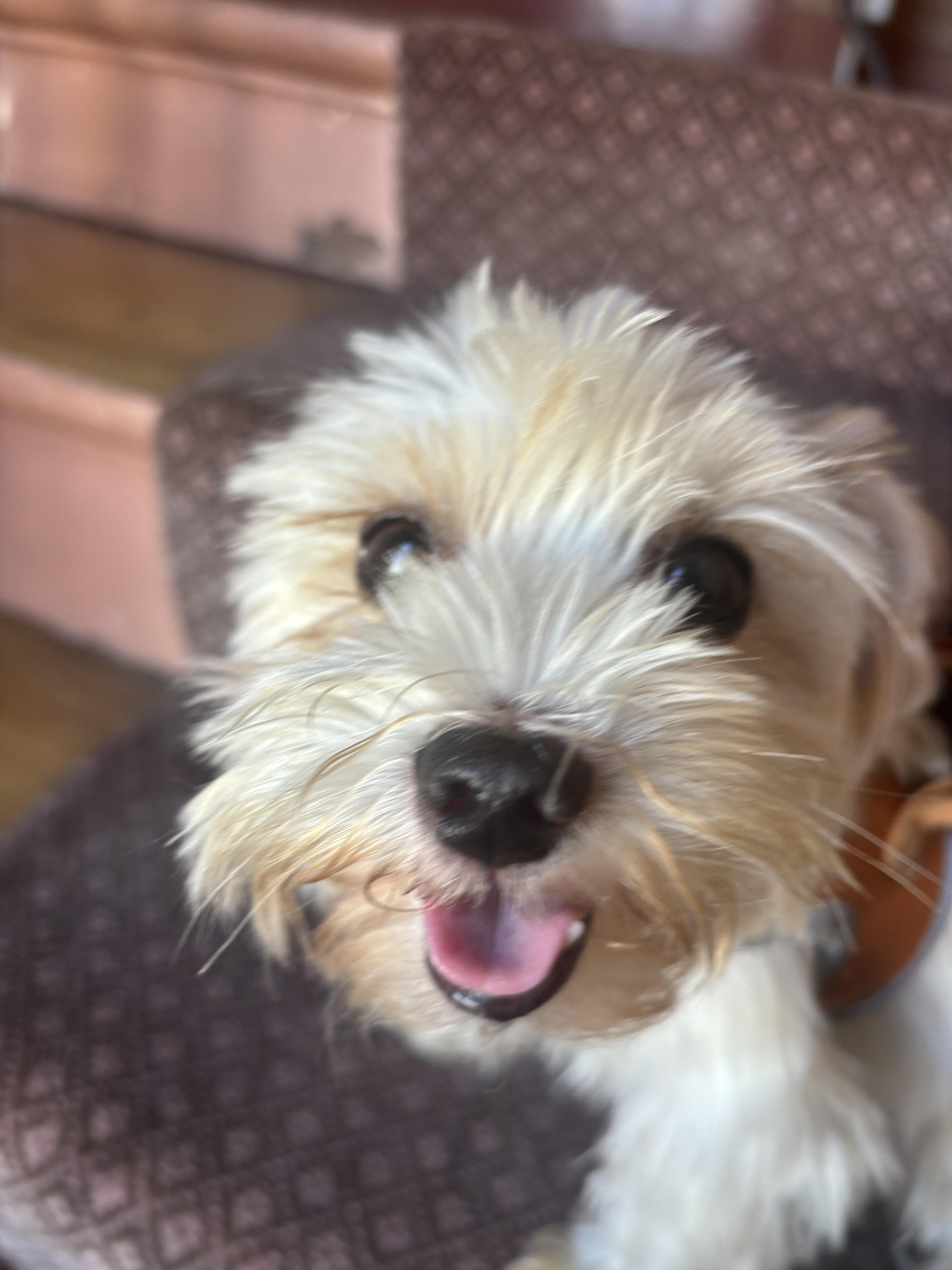 Service garde animaux 75 entre particuliers